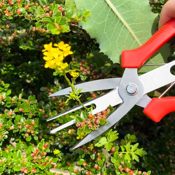 Innovative plant shears - Florano - AI WEB SHOP