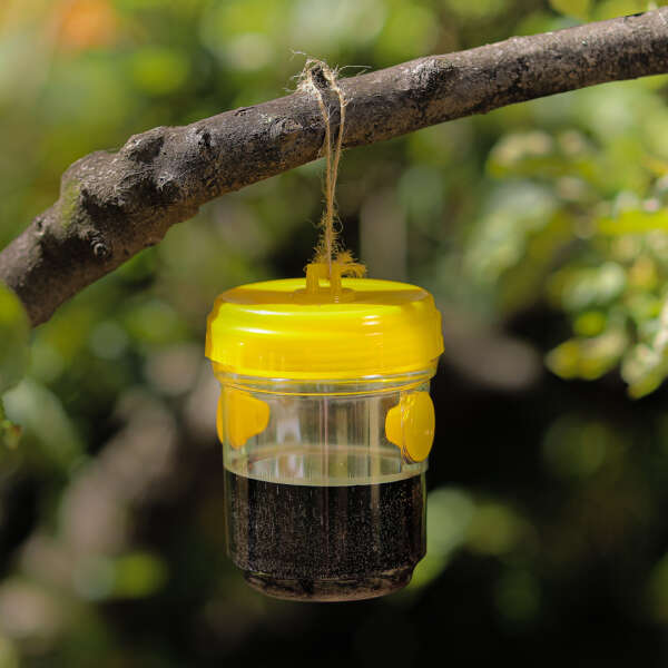 Insects hanging trap - Trappoly - AI WEB SHOP