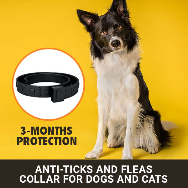 Anti-parasite collar for pets - Kantick Plus - AI WEB SHOP